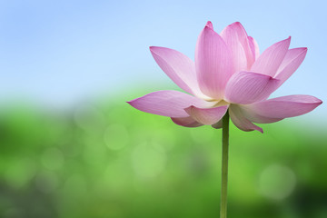 蓮の花