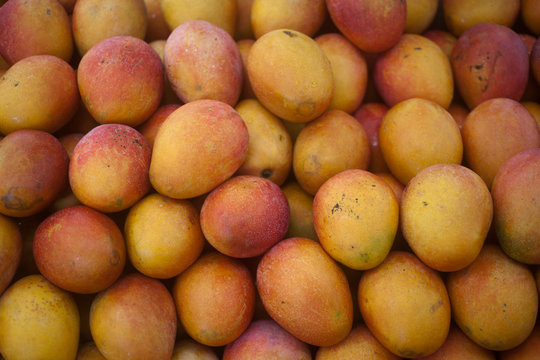 tropical mango