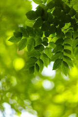 Fototapeta na wymiar foliage