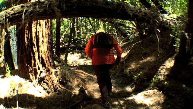 Healthy Female Trekking on Park Trails