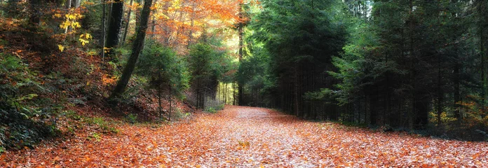 Zelfklevend Fotobehang Herfst kleine weg in bos in de herfst, panoramisch