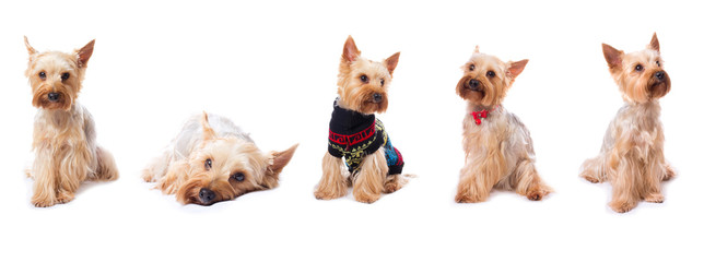 set with yorkshire terrier