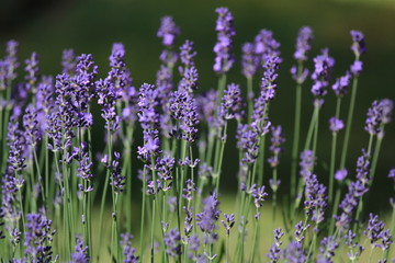Fototapeta premium Lavendelblüten