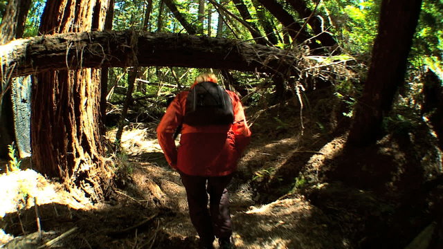 Girl Trekking Through Forest Wilderness
