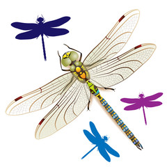 Dragonfly on a white background