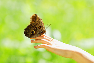 butterfly on a female hand