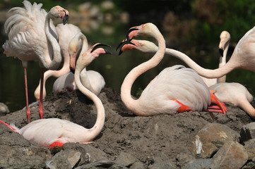 flamingos in the nest