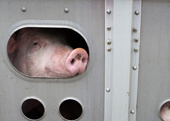 Tiertransport in Kanada