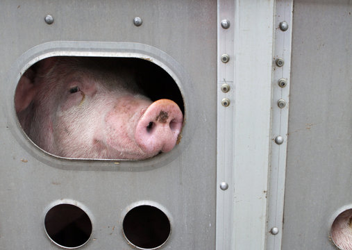 Tiertransport in Kanada