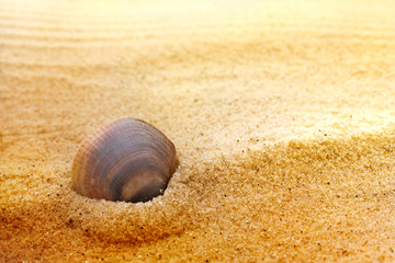 Sea shell on fine sand