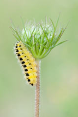 caterpillar