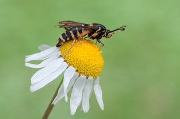 Bembecia ichneumoniformis