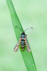 Bembecia ichneumoniformis