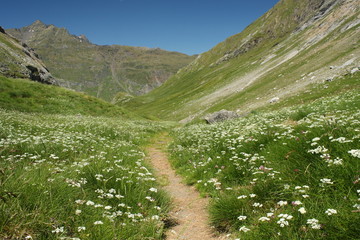 alpine meadow in French Pyrenees