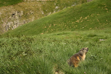 marmot in French Pyrenees