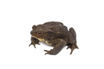 Erdkröte