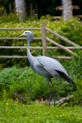 Stanley Crane in a zoo