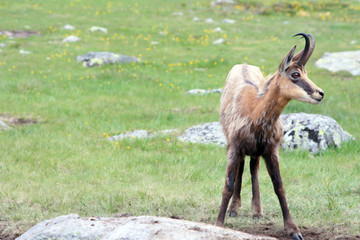 wild goat