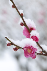 紅梅に積もる雪
