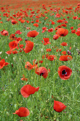 Obraz premium Pöppy field