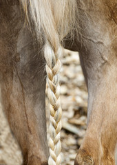 coda di cavallo legata a treccia © avalon1973