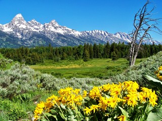 Grand Teton National Park with yellow flowers
