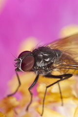 Small fly sitting on flower