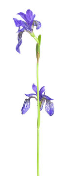 Blue iris isolated on white background