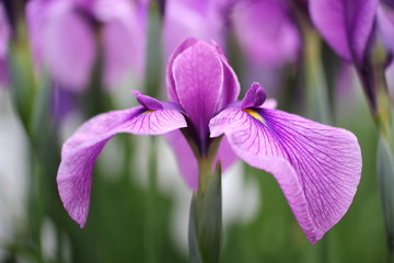 花菖蒲