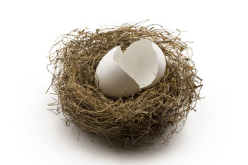 Broken egg shells in the nest
