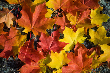 colorful autumn leaves background