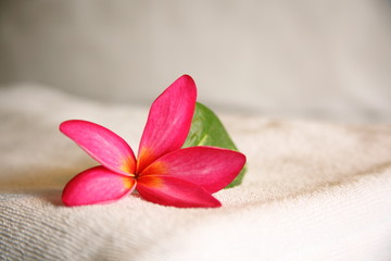 Towel with pink bloom