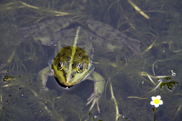 Teichfrosch