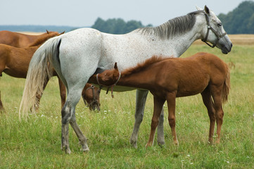 Obraz premium A mare and a foal