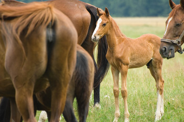 Fototapeta premium A foal