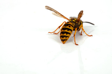 Obraz premium Wespe von hinten