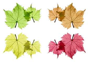 Colorful Grape leaves Isolated on white