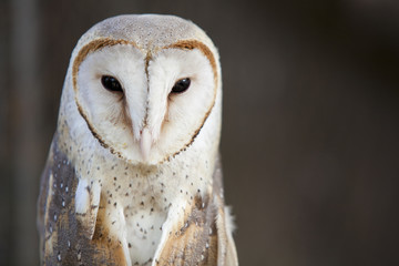 Close up of a Barn Owl.