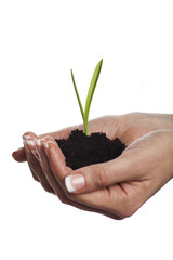 Soil in hand, isolated on white background