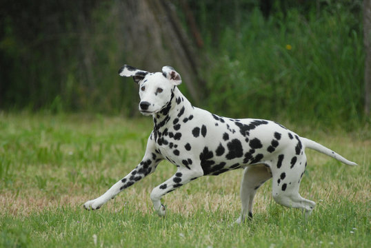 DALMATA.
