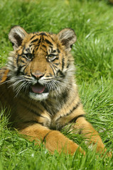 Siberian Tiger Cub