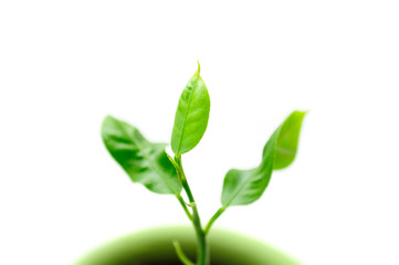 Little Green Plant in Pot on White Background
