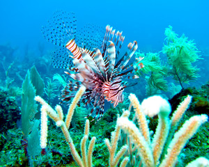 Lionfish