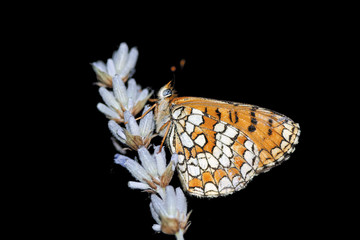 Mariposa en flor de lavanda, hamearis lucina