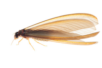 termite white ant
