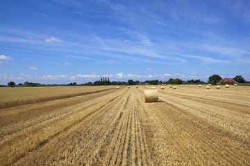 harvest time 3