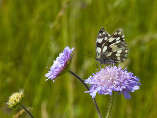 marbled white butterfly