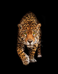 Obrazy na Szkle  Jaguar w ciemności - widok z przodu, na białym tle