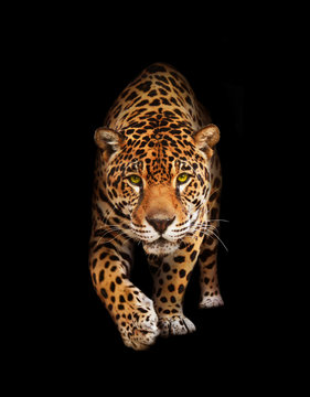 Jaguar in darkness - front view, isolated