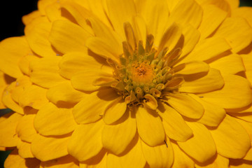 Close up shot of yellow Gerbera flower